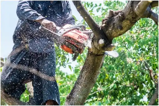 tree services Kemmerer